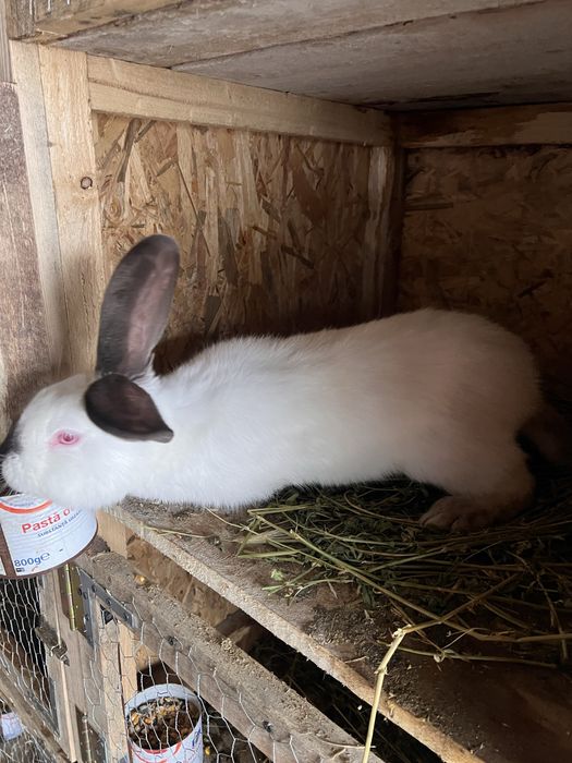 Iepuroi uriasi de transilvania