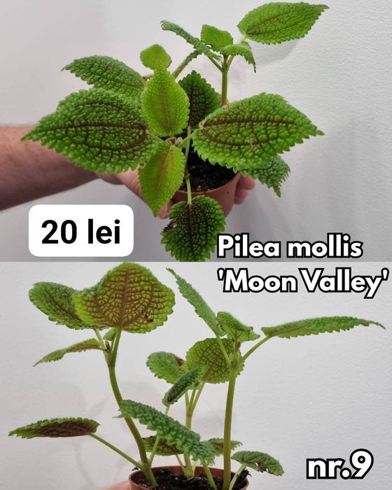 Plante interior, inradacinate Monstera, Pilea, Philodendron & altele