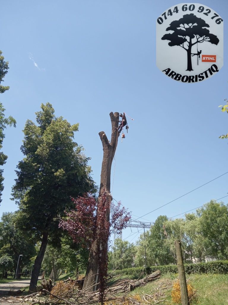 Toaletat doborât arbori/copaci alpiniști /alpinism utilitari/tocat