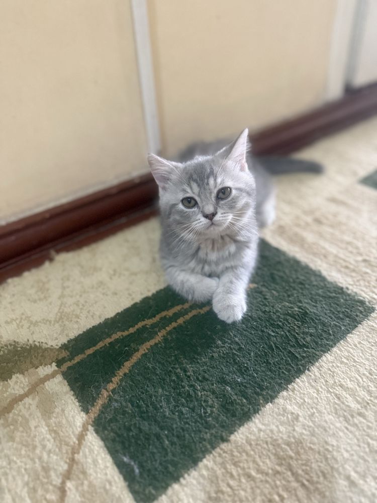 Скоттиш страйт мушукча