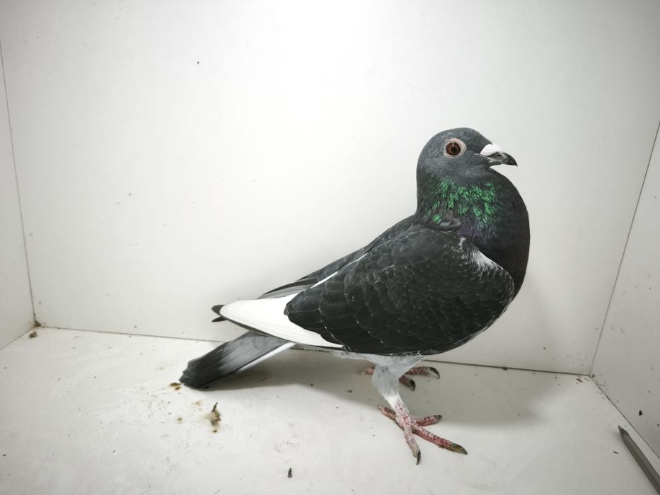 Porumbei reproduși pe boxe individuale