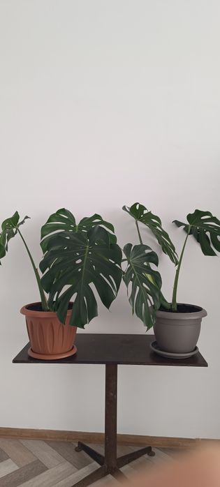 Монстера декоративная