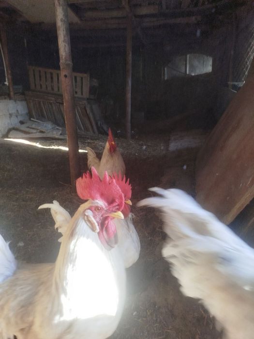 Продаётся Петухов