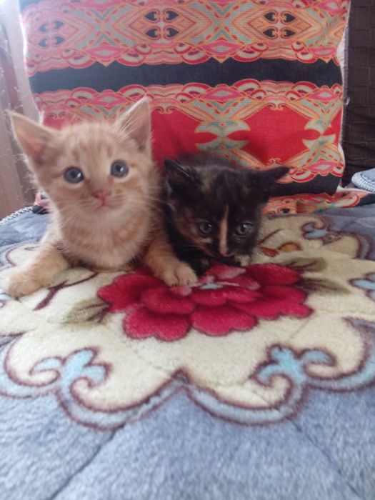 Отдам        котят