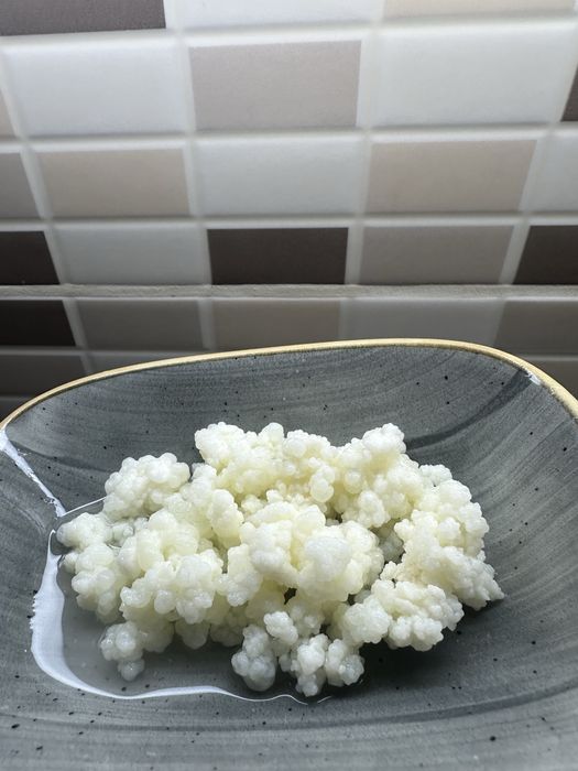 Кефирена гъба / Кефир