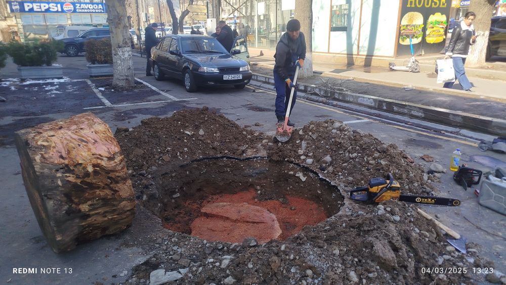 Дарахт кесиш хизмати обрезка деревя спил деревя бензапела услуг daraxt