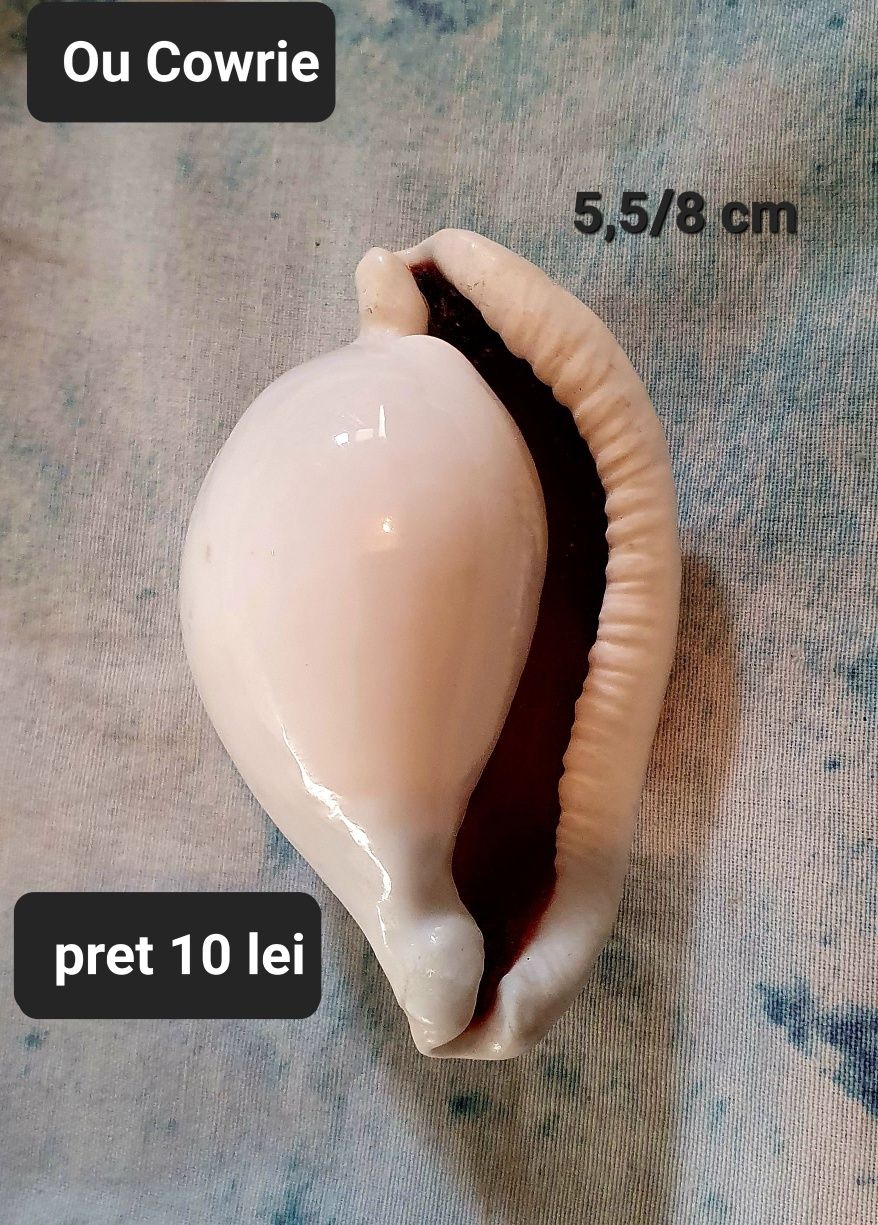 Cochilie vitange Cowrie
