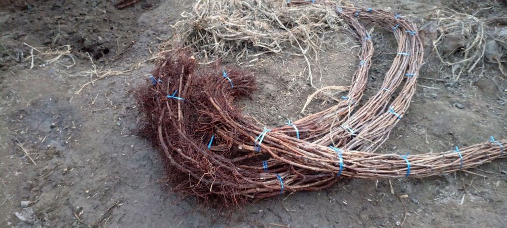 Uzum koʻchatlari sotiladi