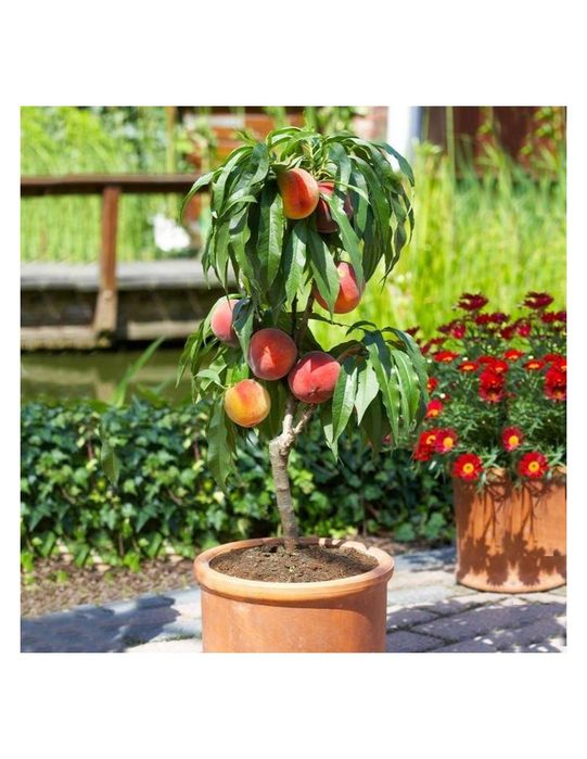 Pomi fructiferi pitici [Dwarf] soiuri de piersic