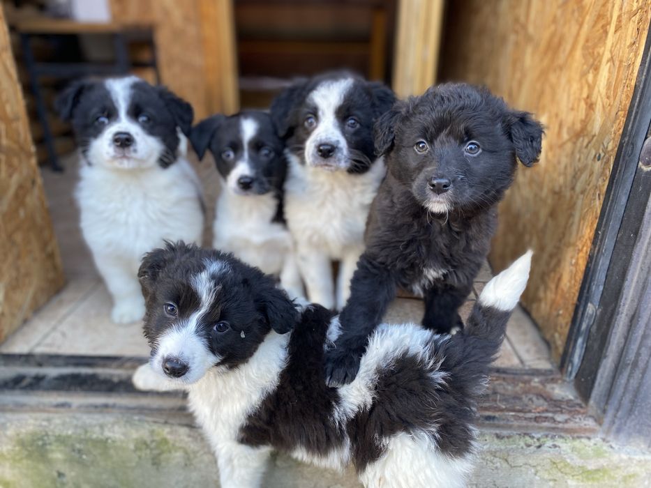 Щенята ищут дом