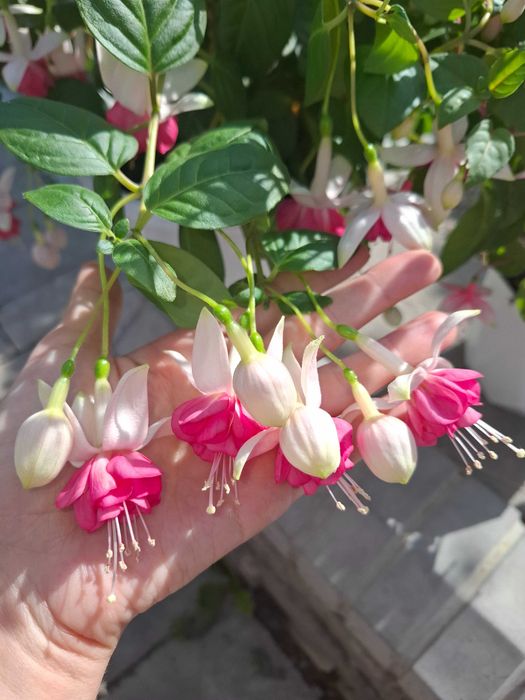 Красивейший цветок Фуксия.  Колеус крупнолистный