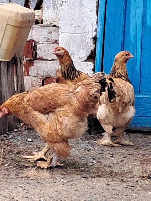 Продам курей  брам