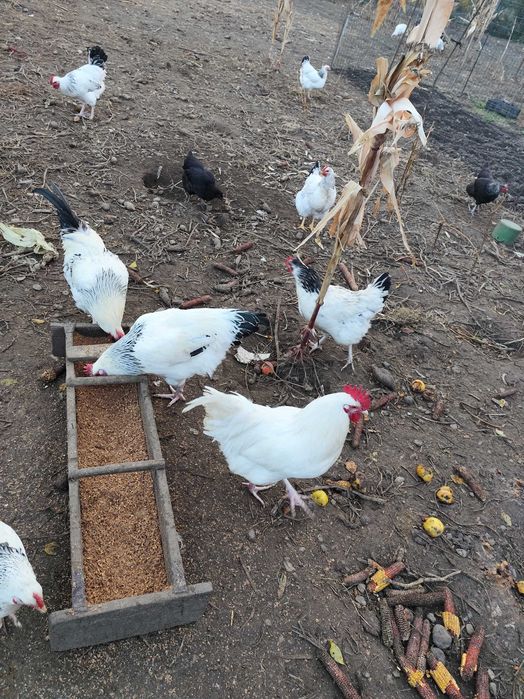 Cocosi și puicuțe disponibile