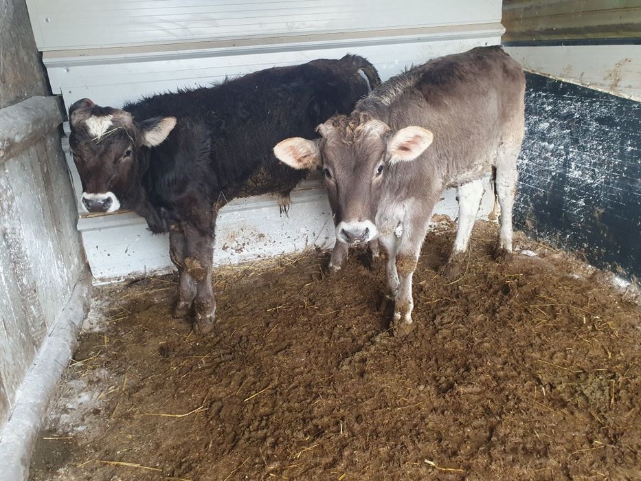 Vand vitei si o juninca brune