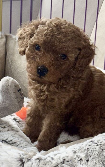 Vand poodle toy cu pedigree