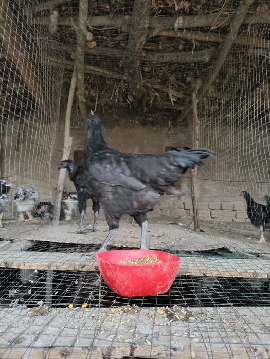 Қора Ухеул хорозлари сотилади