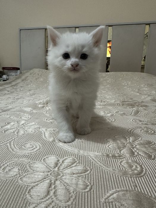 Продаю домашних котят