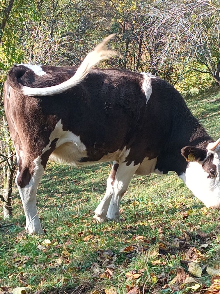 Vând juninca pentru sacrificat