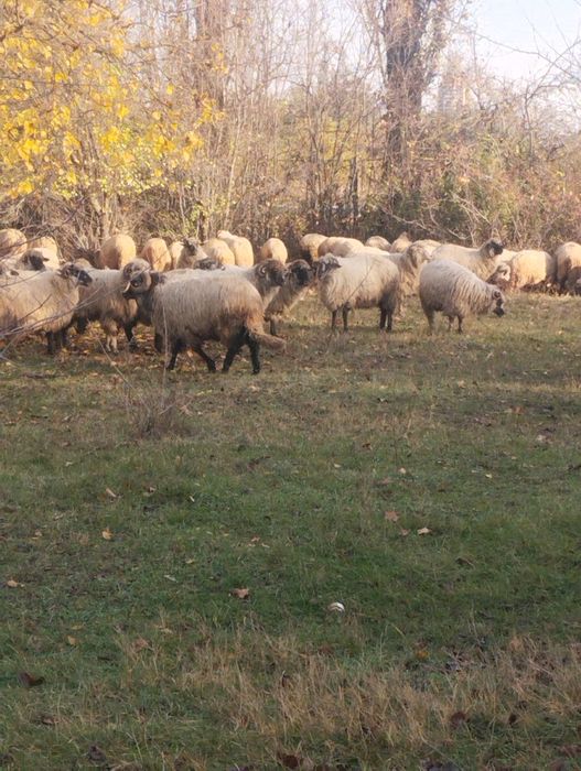 Vând oi țurcane Timișoara