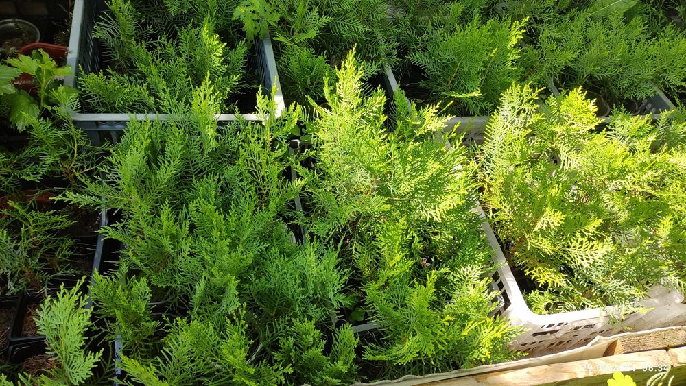 Туя Брабант живая изумрудная изгородь  на вашем усастке