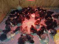 Puișori metis australorp albastru/negru de o zi