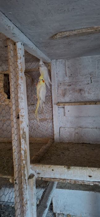 Vând papagali nimfa