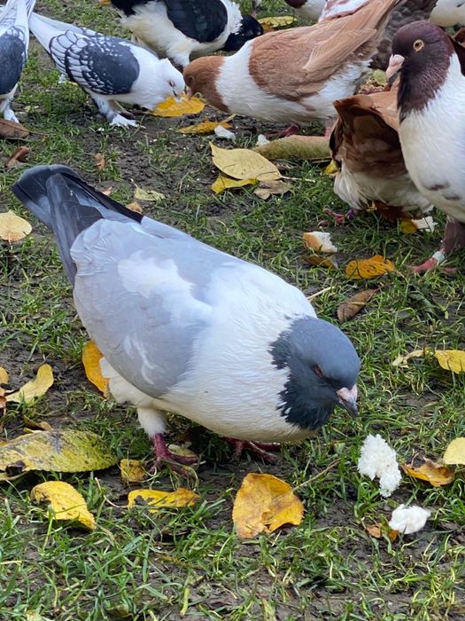 Vand porumbei rasa strasseri si rotati
