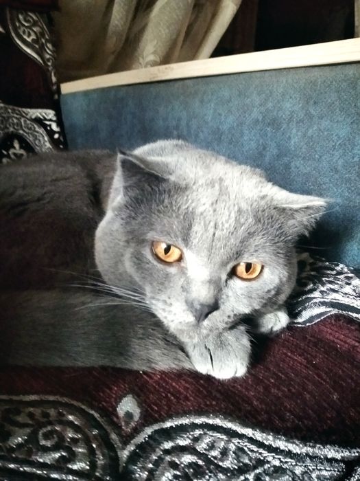 Британский кот .для вязки .возраст два года. Фергана район киргили