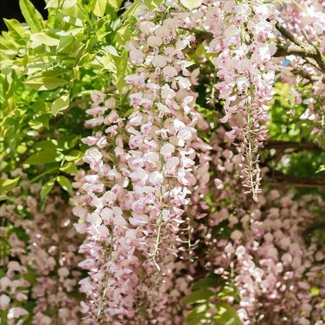 Wisteria (Glicina Toate Culorile disponibile )