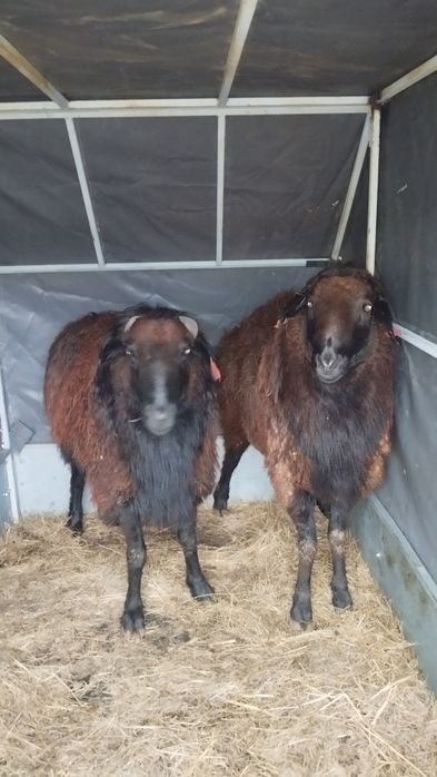 Сатам,Продам 2 кошкара.