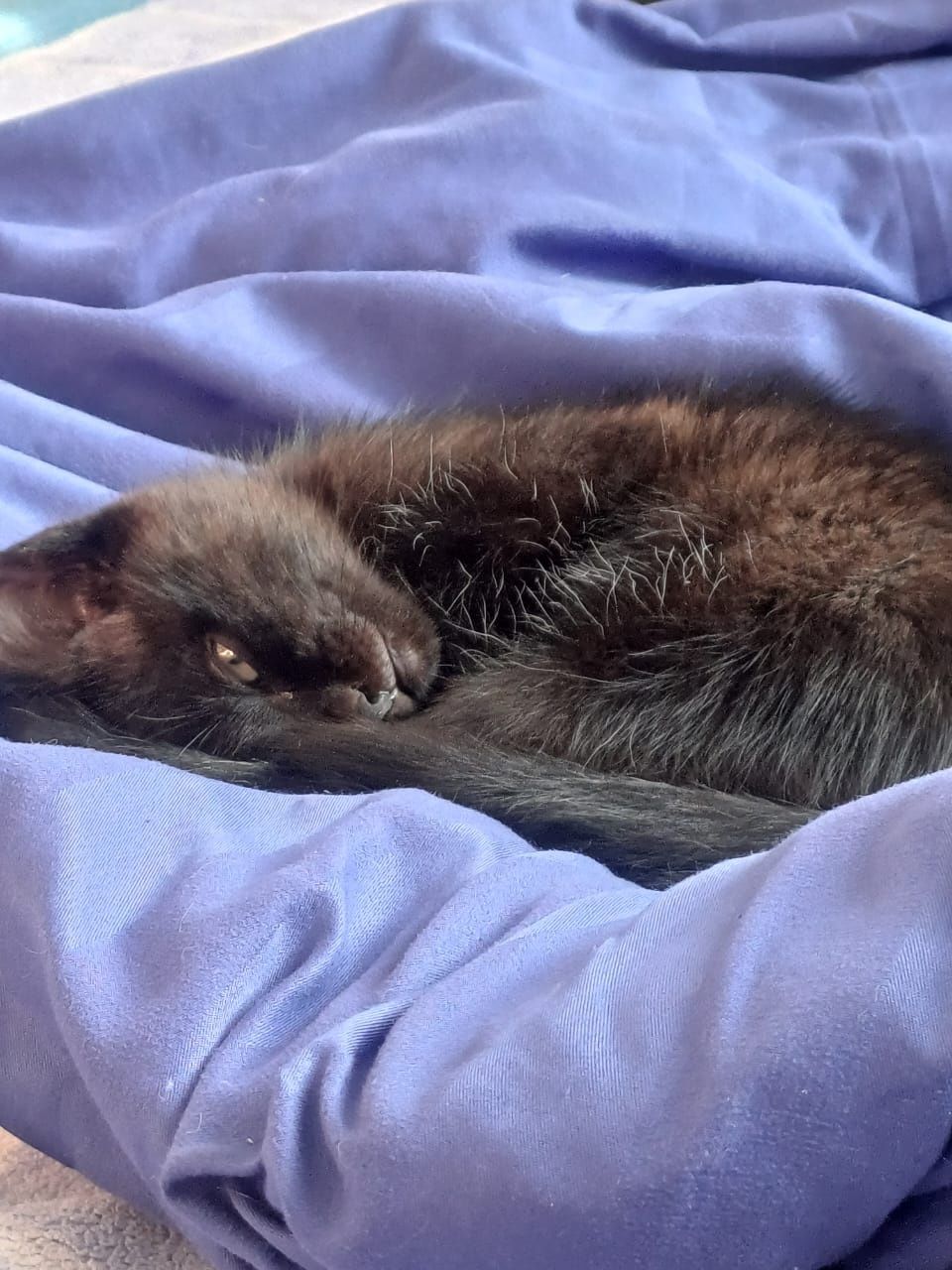 Котенка в хорошие руки