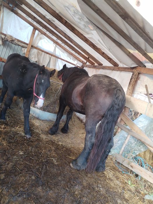 De vânzare iapa cu manz