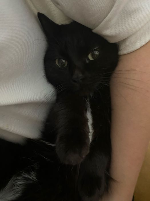 Отдам котёнка в хорошие руки