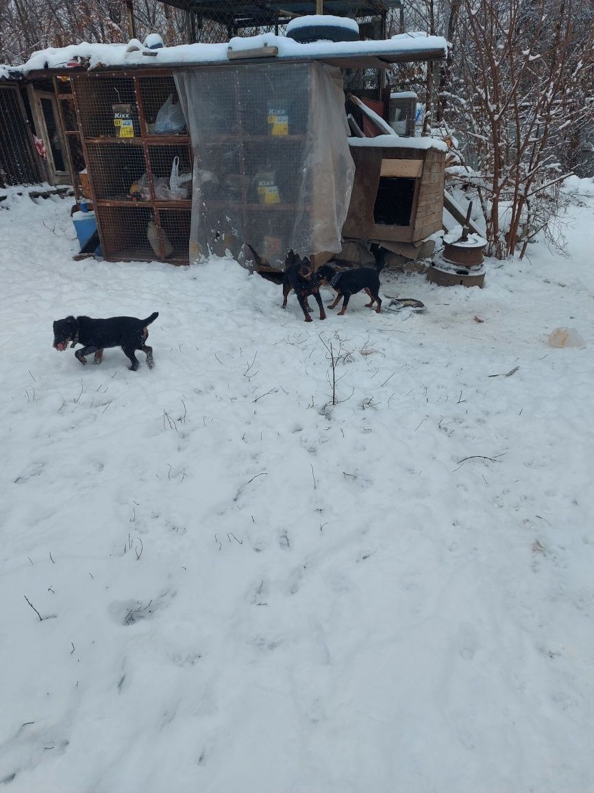 Немецкий охотничий ягтерьер девочка