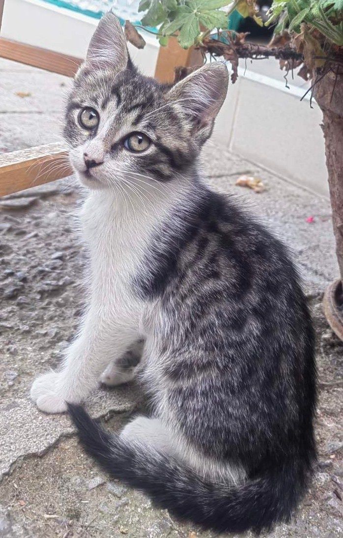 Подаряваме малко коте