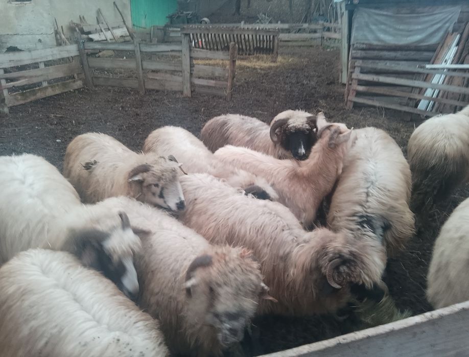 Oi turcane de vanzare