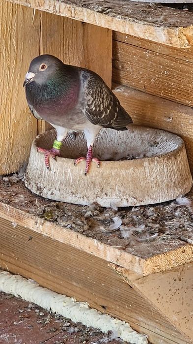 Vând porumbeii voiajori culori rare