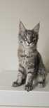 Motanel Maine Coon