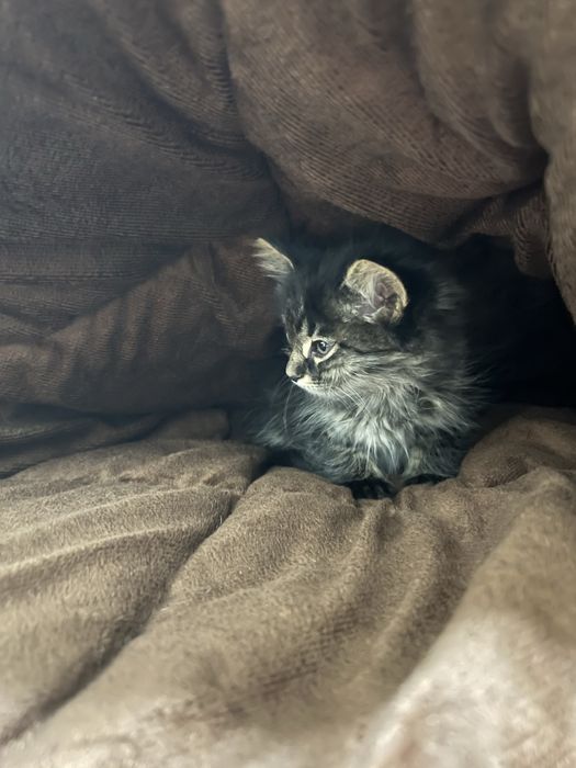 Mushuk / mushukcha beriladi