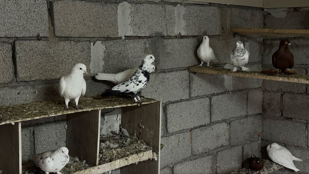 Голуби разные (все продаются)