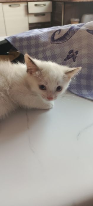 Котята чистые , домашнии отдам вдобрые руки .