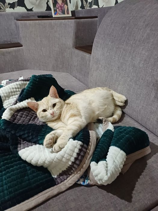 пропал кот с ошейником