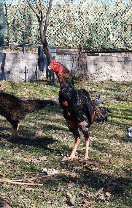 Туляк Қытай заты