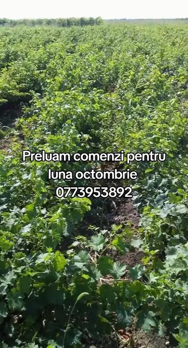 Vând butasi vita de vie anul 1,2 și 3