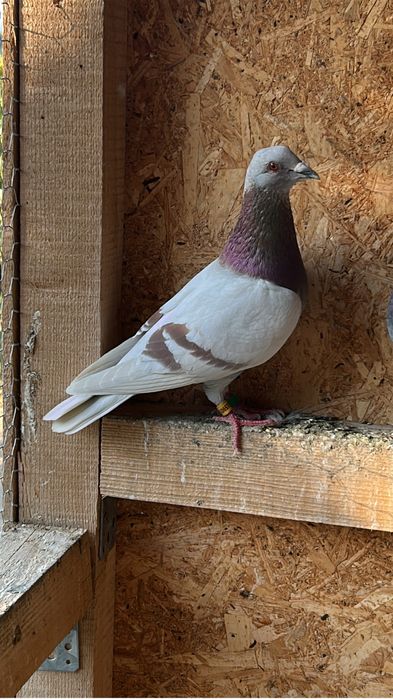 Vand porumbei voiajori