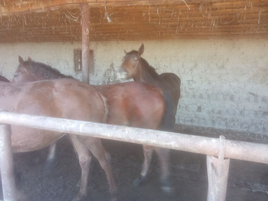 Палтарашка бордағы 6-ай жемде түр. Бағасыны келесемыз