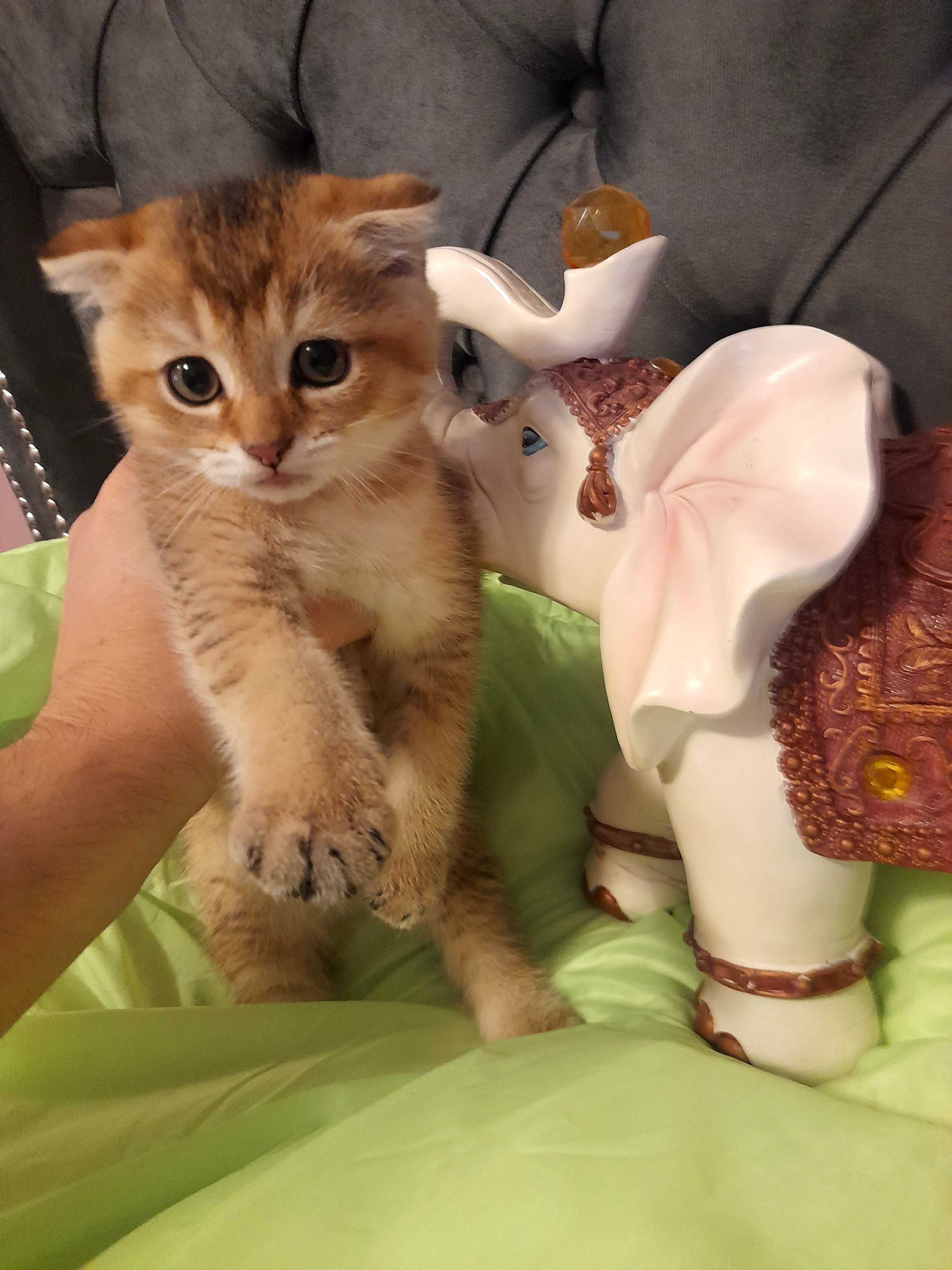 Шотландски котенца златна чинчила