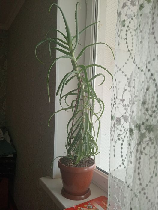 Цветок алоэ лечебная