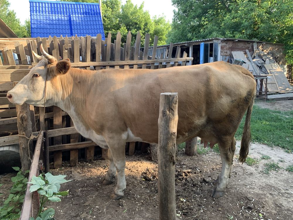 Продается молочные коровы.