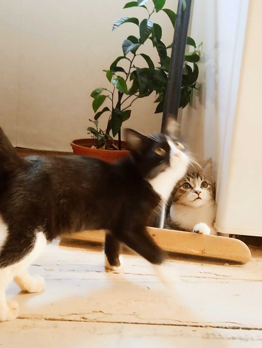 Нежная,Биколорная  мелкой породы кошечка 6 месяцев в любящие руки